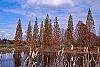 Taxodium ascendens habit