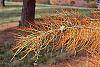 Taxodium ascendens leaves
