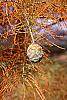 Taxodium ascendens fruit
