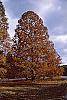 Taxodium distichum fall color