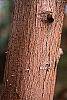 Taxodium distichum bark