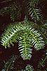 Cunninghamia lanceolata leaves