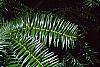 Cunninghamia lanceolata leaves