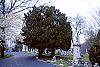 Taxus baccata habit