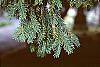 Taxus baccata leaves