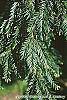 Taxus baccata leaves