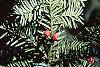 Taxus cuspidata fruit