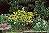 Taxus cuspidata 'Aurescens' habit