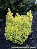 Taxus cuspidata 'Bright Gold' habit
