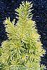 Taxus cuspidata 'Bright Gold' leaves