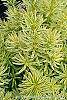 Taxus cuspidata 'Bright Gold' leaves