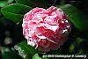 Camellia 'Debutante' flowers
