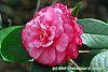 Camellia edithae 'Jinqu' flowers