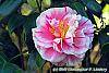 Camellia japonica 'Herme' flowers