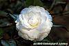 Camellia japonica 'Alba Plena' flowers