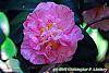 Camellia japonica 'Carter's Sunburst' flowers