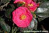 Camellia japonica 'Lady Clare' flowers