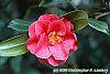 Camellia japonica 'Lady Vansittart Red' flowers