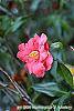 Camellia japonica 'Lady Vansittart Red' flowers