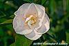 Camellia 'Spring Mist' flowers