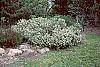 Daphne alpina habit