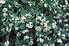 Daphne alpina flowers