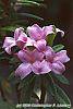 Daphne 'Lawrence Crocker' flowers