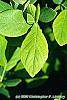 Dirca palustris leaves
