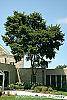 Ulmus 'Morton' habit