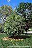 Ulmus carpinifolia 'Umbraculifera' habit