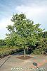 Ulmus 'Frontier' habit