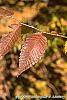 Zelkova serrata fall color