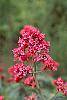 Centranthus ruber 'Coccineus' flowers