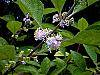 Callicarpa americana flowers