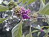 Callicarpa americana fruit