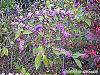 Callicarpa americana fruit
