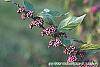 Callicarpa americana fruit
