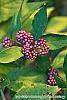 Callicarpa americana fruit