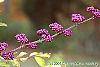 Callicarpa dichotoma