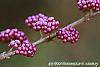 Callicarpa dichotoma fruit