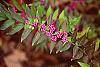 Callicarpa dichotoma 'Issai' fruit