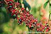 Clerodenrum indicum fruit