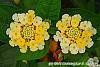 Lantana camara 'Balucemlow' flowers