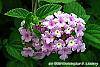 Lantana montevidensis flowers