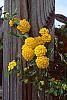 Lantana 'Patriot® Sunburst' flowers