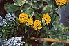 Lantana 'Patriot® Sunburst' flowers