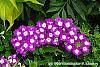 Verbena 'KLEVP12449' flowers