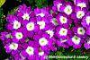 Verbena 'KLEVP12449' flowers