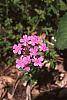 Verbena canadensis