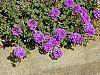 Verbena 'Homestead Purple' flowers